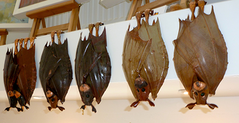 Bats and Love Bats